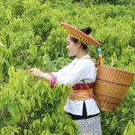 木姜叶柯采摘