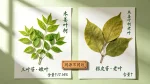 三叶苷与根皮苷的区别
