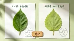 三叶苷与甜茶苷的区别